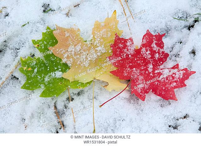 Vivid coloured maple leaves lying on snow