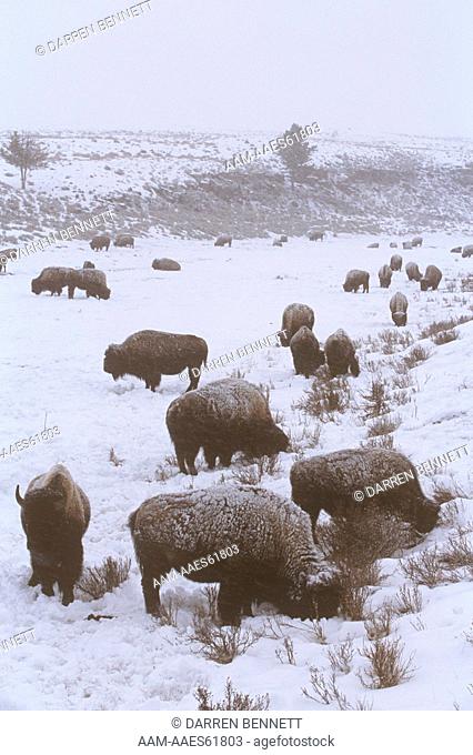 Bison in Snowstorm (Bison bison), Yellowstone NP, Wyoming