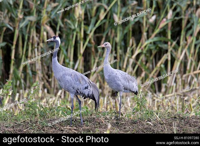 Common Crane (Grus grus). Parent and juvenile on a harvested corn field. Germany
