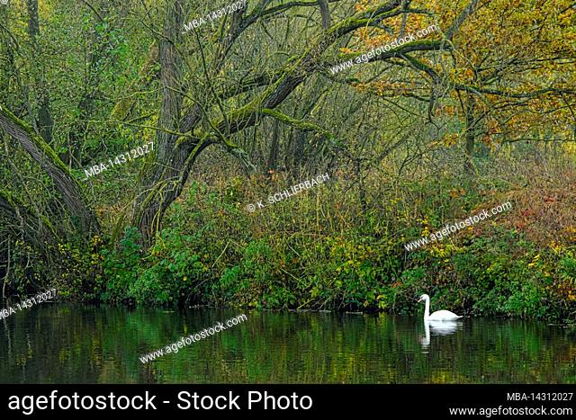 Europe, Germany, Hesse, Lahn-Dill-Bergland, Gleiberger Land, autumn in the Lahn floodplains, swimming mute swan on the Lahn, floodplain forest, willow tree