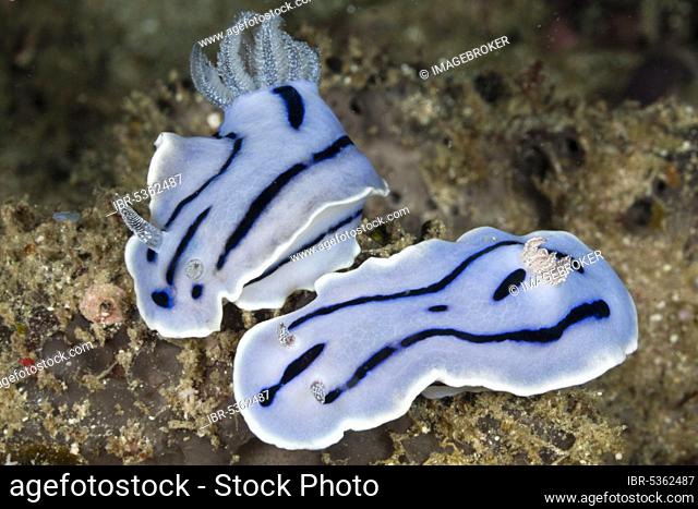Blue Dorid Nudibranch, pair, Raja Ampat, West Papua, Indonesia (Chromodoris willani)