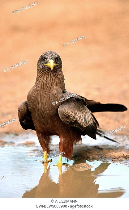 Yellowbilled kite Milvus aegyptius, adult, frontal, eye contact, at a puddle, Okt 01