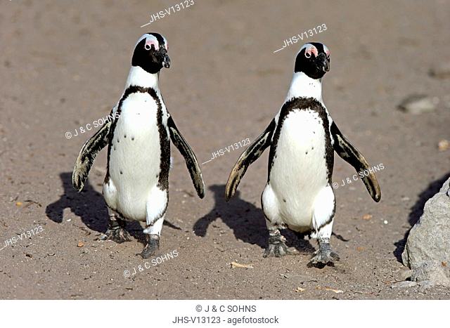 Jackass Penguin, African penguin, (Spheniscus demersus), adult couple walking at beach, Betty's Bay, Stony Point Nature Reserve, Western Cape, South Africa