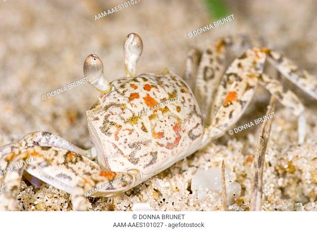 Juvenile Ghost Crab (Ocypode quadrata). Assateague National Seashore, Accomack County, Virginia, 29 September 2005