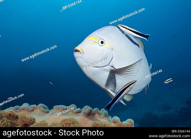 Grey surgeonfish being cleaned by cleaner wrasse (Acanthurus mata), Great Barrier Reef, Australia, Oceania