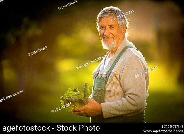 Senior gardener gardening in his permaculture garden - holding a splendid Savoy Cabbage head