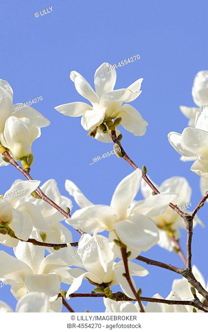 Flowers of the Yulan magnolia (Magnolia denudata), Germany