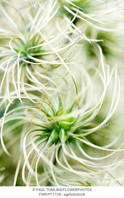 Clematis, Clematis 'Marmori', Close up shwoing the swirly seedheads