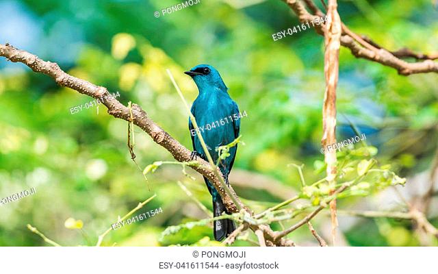 Bird (Verditer Flycatcher, Eumyias thalassinus) blue on all areas of the body, except for the black eye-patch and grey vent perched on a tree in a nature wild