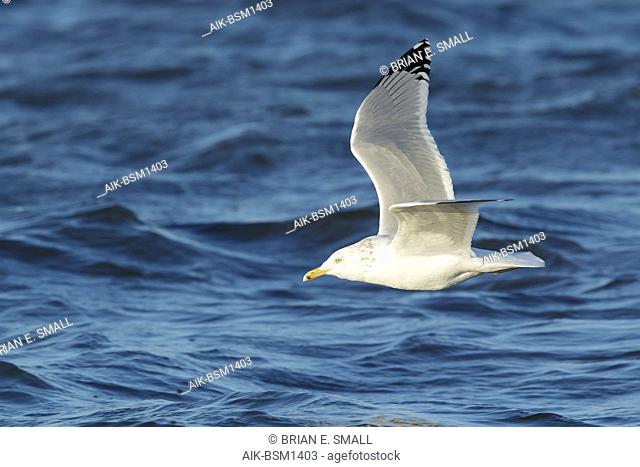 Adult American Herring Gull (Larus smithsonianus) in flight Ocean Co., N.J. March 2017