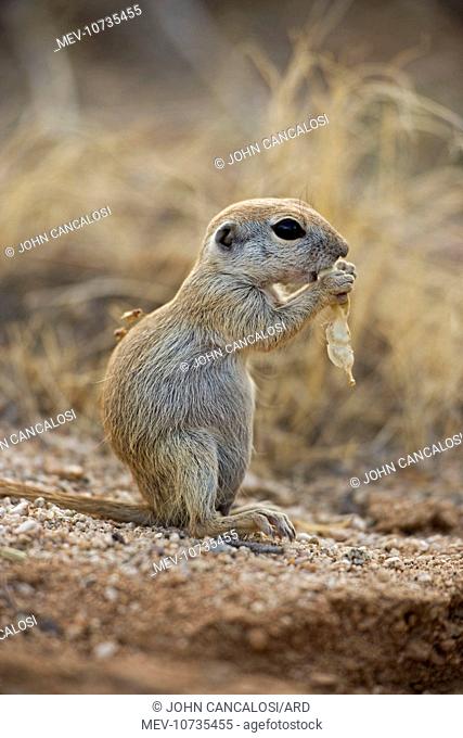 Roundtail Ground Squirrel - young, using hands to hold food (Citellus tereticaudus)