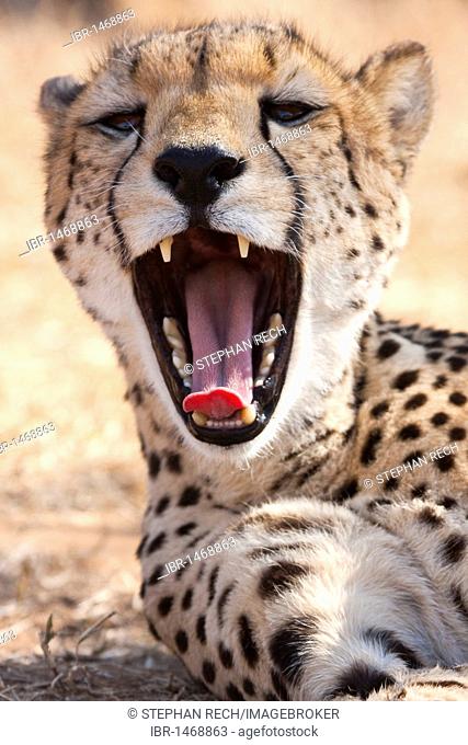 Cheetah (Acinonyx jubatus), yawning, Tshukudu Game Lodge, Hoedspruit, Greater Kruger National Park, Limpopo Province, South Africa, Africa