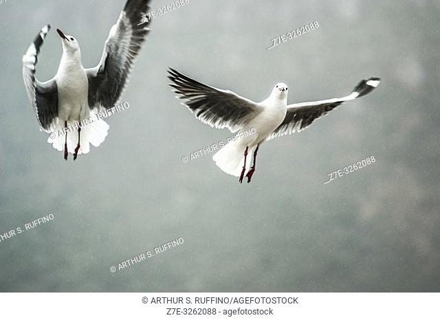 Cape gulls (Larus dominicanus vetula) in flight, South Africa. High-key lighting
