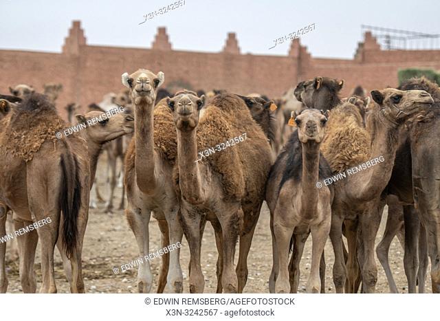 Herds of camels (Camelus) awaiting sale at the Guelmim camel market, Guelmim, Guelmim province, Morocco
