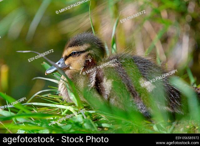 Young baby mallard duck with fresh head wound sitting on the grass on late spring daylight in Espoo, Finland