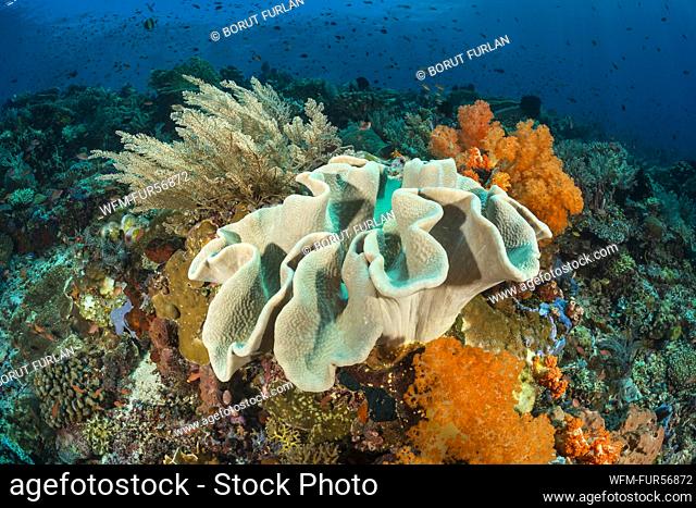 Colored Coral Reef, Sarcophyton sp., Komodo, Indonesia