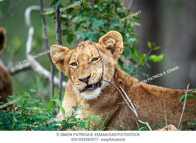 Lion cub chewing on a stick in the Kruger National Park, South Africa