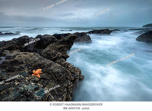 Reef starfish (Stichaster australis) on rocky coast, rocks in the sea, Greymouth, West Coast region, South Island, New Zealand