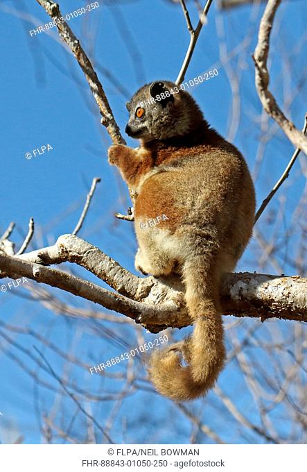 Sportive lemur species (Lepilemur sp) as yet undescribed species on branch in spiny forest, Madagascan endemic Parc Mosa, Ifaty, Madagascar        November