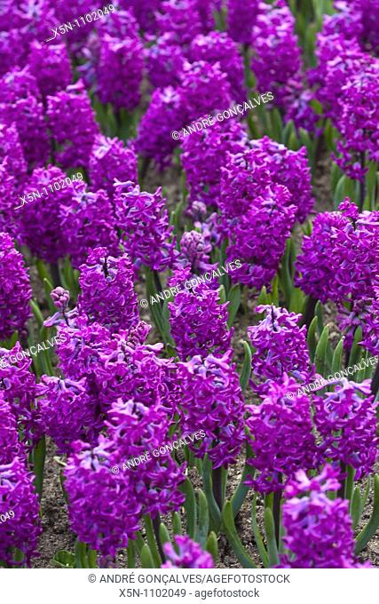 Purple Hyacinths, Netherlands