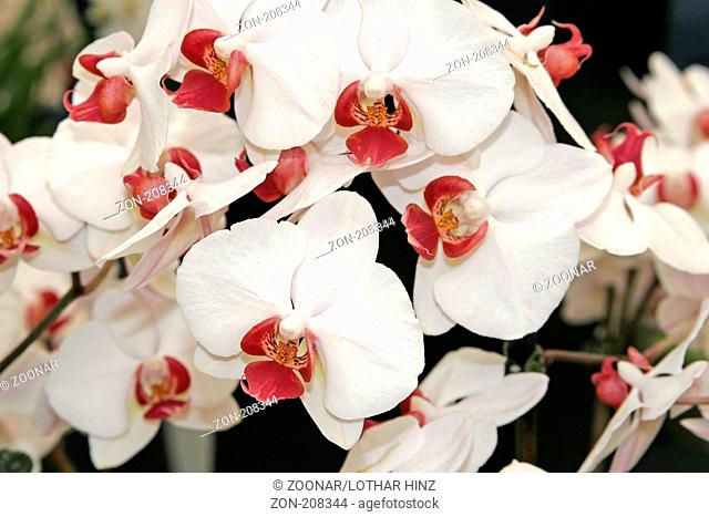 Phalaenopsis 'Red Lips'
