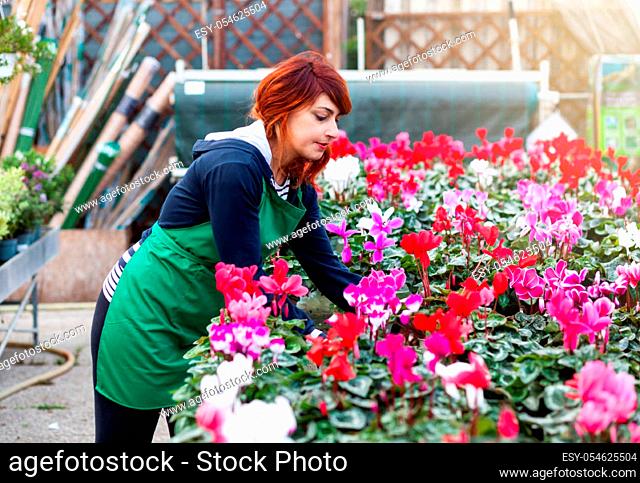 Young florist with red hair works in a nursery. She takes care of the cyclamens. Gardening concept