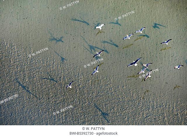 aerial view to flying seagulls at the beach, Belgium, Flanders