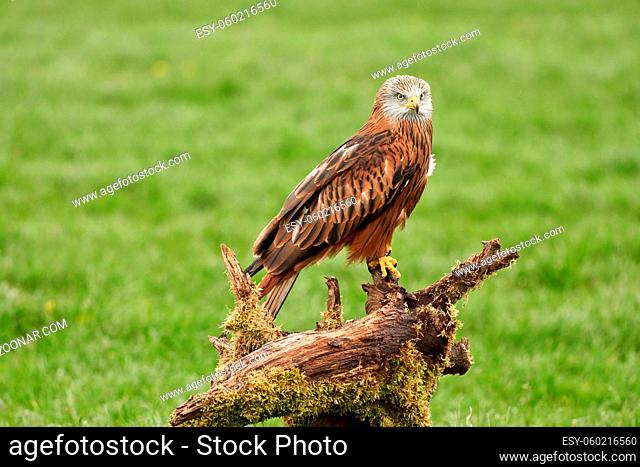Red kite, bird of prey portrait. The bird sits on a stump, looks straight into the camera