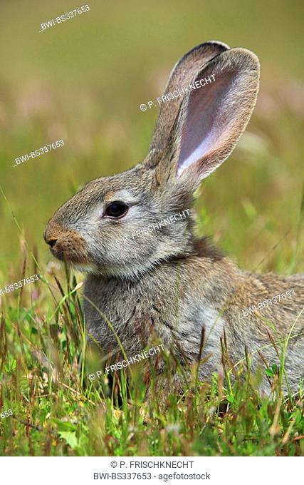 European rabbit (Oryctolagus cuniculus), in a meadow, Spain, Jaen, Sierra Morena