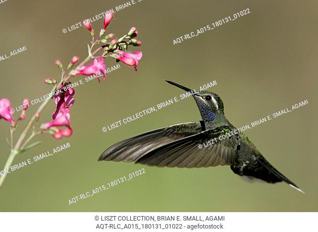Blue-throated Hummingbird, Lampornis clemenciae, Blue-throated Mountaingem
