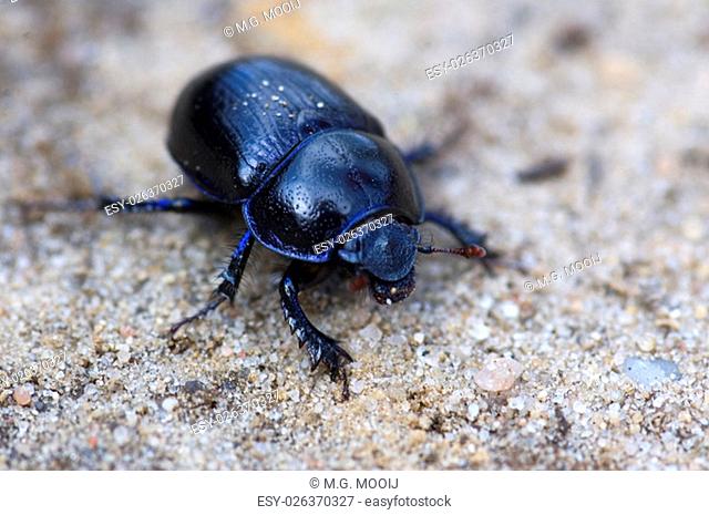 Blue bloody-nosed beetle sitting on sandy rocks. Macro picture with shallow DOF