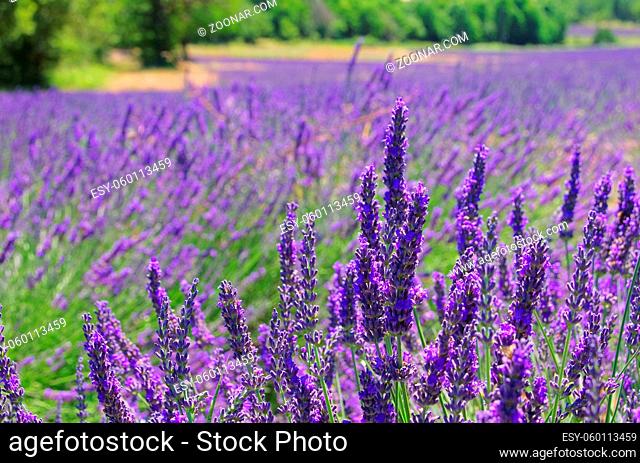 Lavendelfeld - lavender field 10