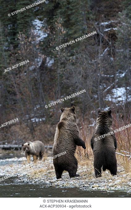 Grizzly Bear Ursus arctos standing-to locate concern along Fishing Branch River, Ni'iinlii Njik Ecological Reserve, Yukon Territory, Canada