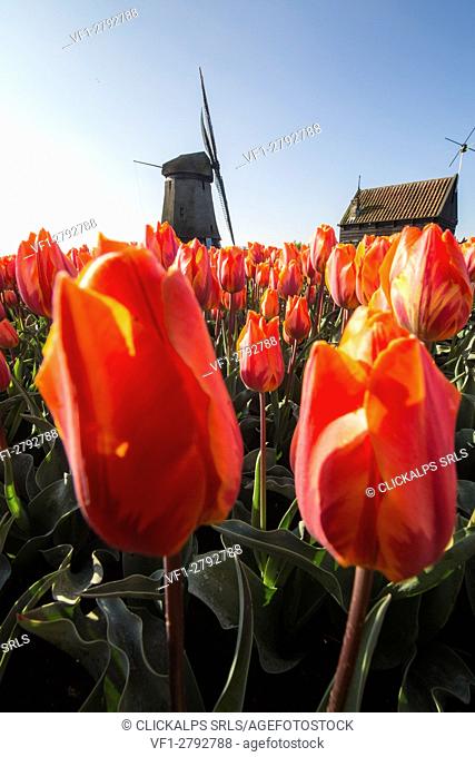 Red and orange tulips in foreground frame the windmill in spring Berkmeer Koggenland North Holland Netherlands Europe