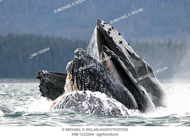 Humpback Whales Megaptera novaeangliae co-operatively bubble-net feeding in Stephen's Passage, Southeast Alaska, USA  Pacific Ocean