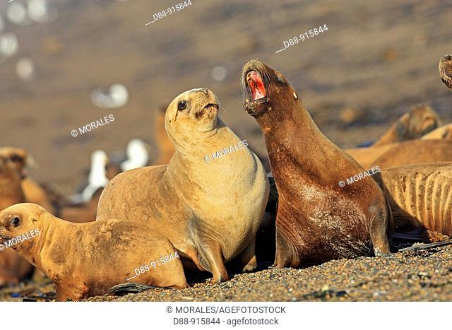 South American Sea Lions (Otaria flavescens, formerly Otaria byronia). Punta Norte, Península Valdez, Patagonia, Argentina