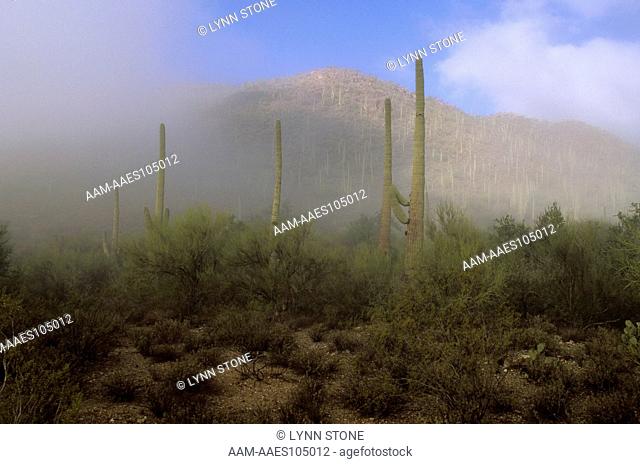 Sonoran Desert in Fog, late February, Tucson Mountain Park, Arizona