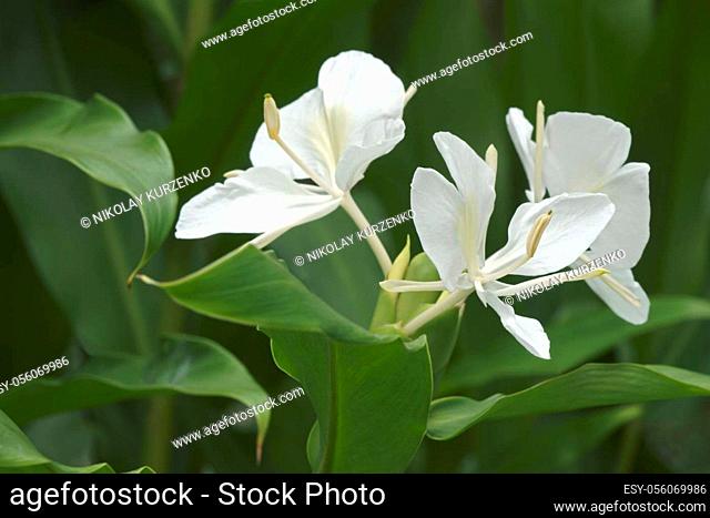 White ginger lily (Hedychium coronarium). Called White garland-lily also
