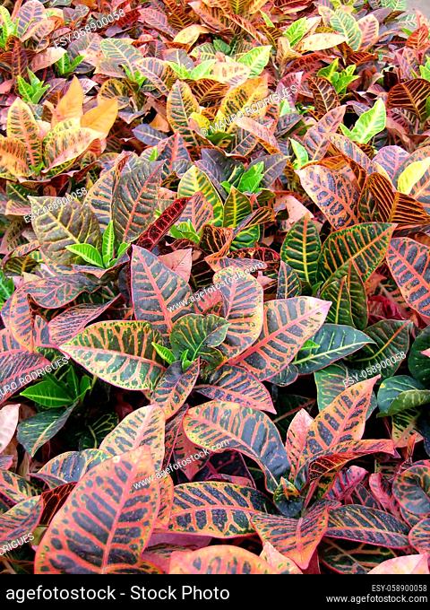 Vertical spread view of many Croton plants here seen on a greenhouse cultivar