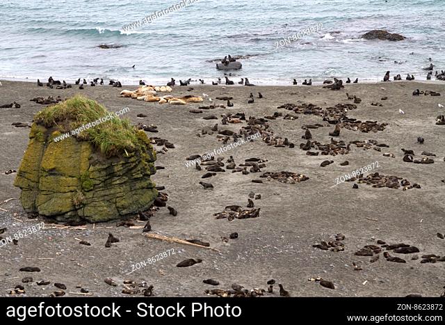 rookery of northern fur seals and sea lions in the Bering Island