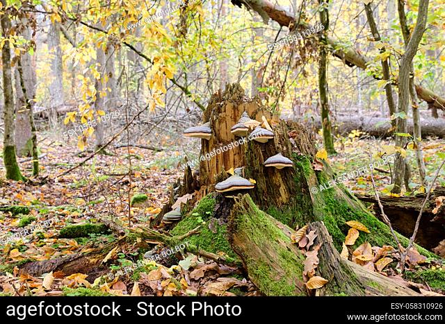 Party declined broken spruce tree stump with some polypore fungi, Bialowieza Forest, Poland, Europe