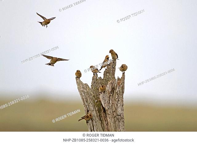 Twite, Carduelis flavrostris, winter flock perched and alighting on ancient tree trunk, Thornham, Norfolk UK