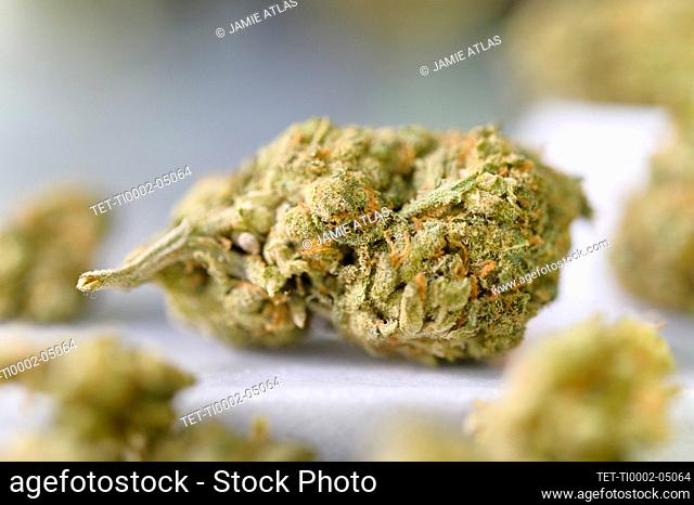 Close-up of cannabis buds