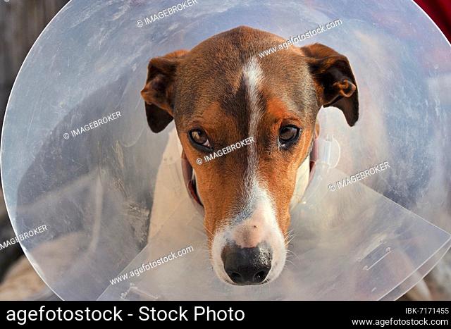 Suffering dog with neck collar, injured dog with plastic collar, scratch protection on the neck for dogs, bitten dog with protective collar