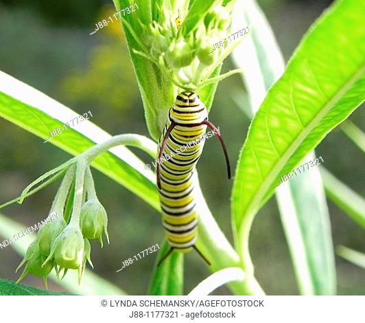 Caterpillar of the Monarch butterfly, Danaus plexippus, eating leaves and flower buds of the Swan Plant Milkweed, also called Tennis Ball Bush