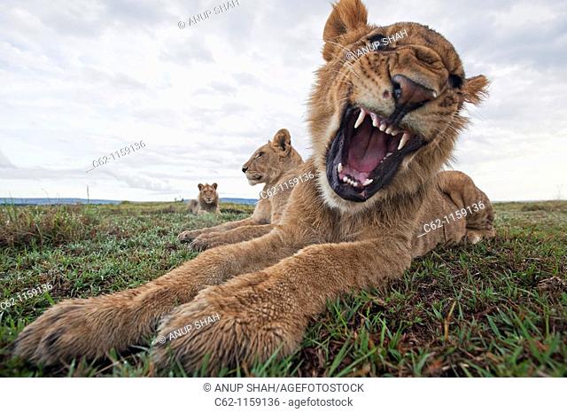 Lion (Panthera leo) adolescent male showing aggression -wide angle perspective-, Maasai Mara National Reserve, Kenya