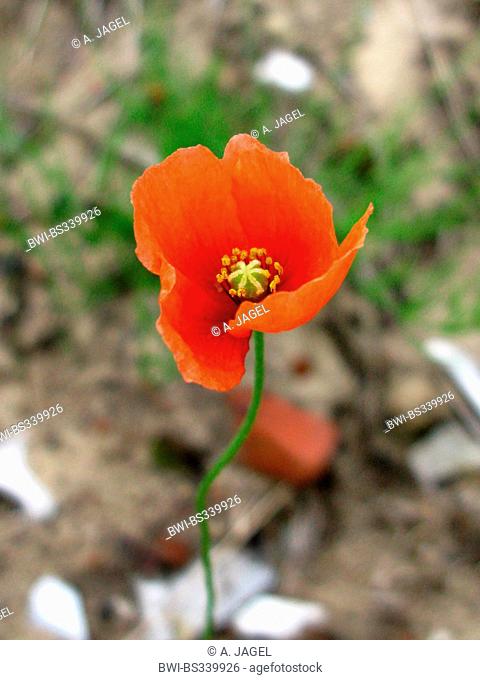 long-headed poppy, field poppy (Papaver dubium, Papaver dubium ssp. dubium), flower, Germany, North Rhine-Westphalia
