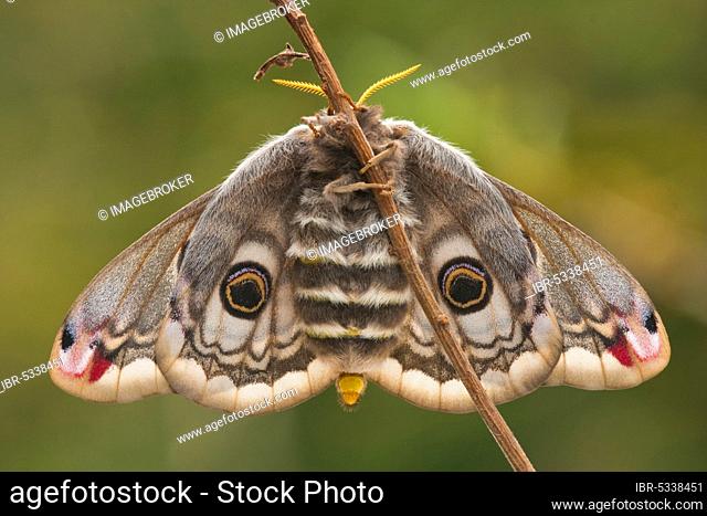 Small emperor moth (Saturnia pavonia) female, Rhineland-Palatinate, Germany, Europe