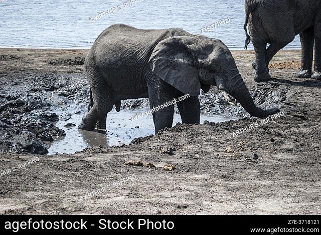 Young African elephant (Loxodonta) enjoying a mud bath adjacent to Chobe River. Chobe National Park, home to the largest concentration of elephants in Africa