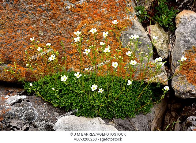Saxifraga babiana is a perennial herb endemic to Cantabrian Mountains (Asturias and Leon). This photo was taken in Babia, Leon province, Castilla-Leon, Spain